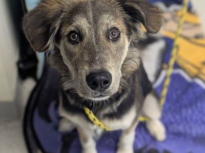 A163728 Rico, Available for adoption