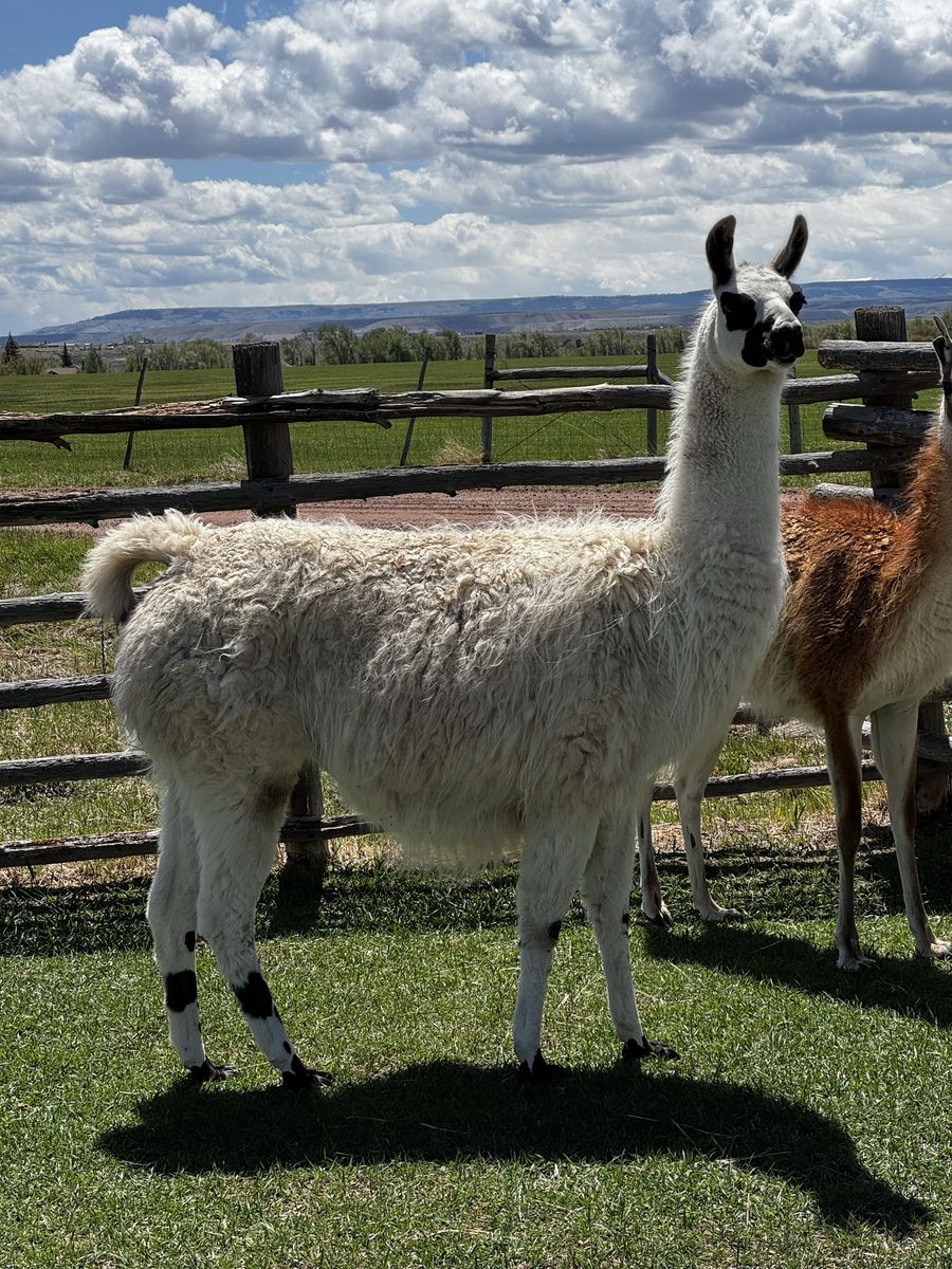 Pregnant female llamas