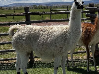 Pregnant female llamas