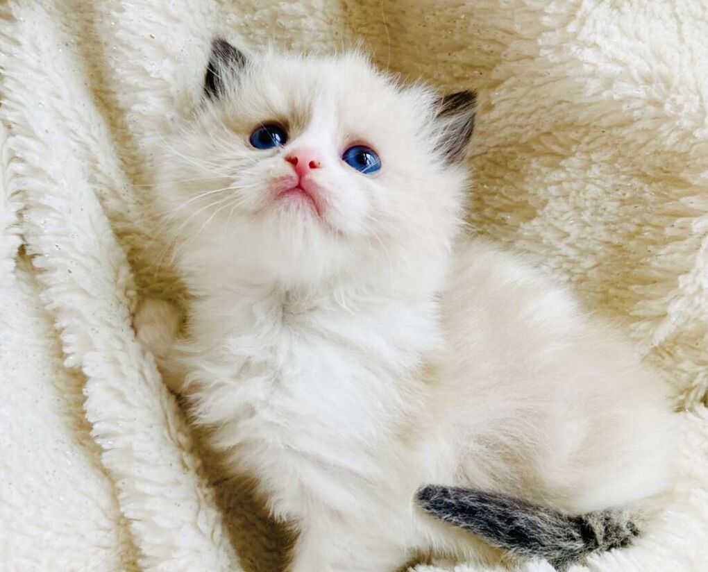 Gorgeous Tiny Ragdoll kittens--STAY TINY--(SO AFFECTIONATE), Puppy/Doglike--do tricks!) Shed less and less allergenic!