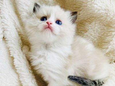 Gorgeous Tiny Ragdoll kittens--STAY TINY--(SO AFFECTIONATE), Puppy/Doglike--do tricks!) Shed less and less allergenic!
