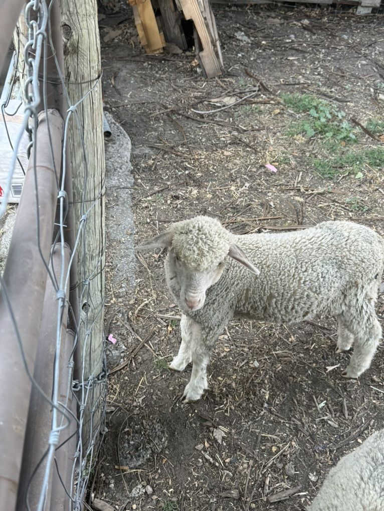Rambouillet Cross Lambs