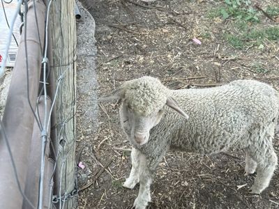 Rambouillet Cross Lambs