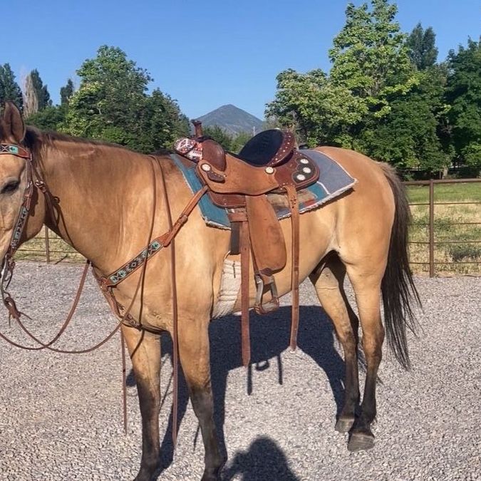 18 yr old grade gelding