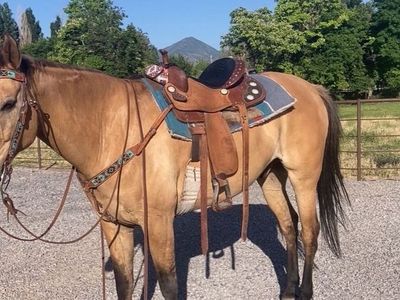 18 yr old grade gelding