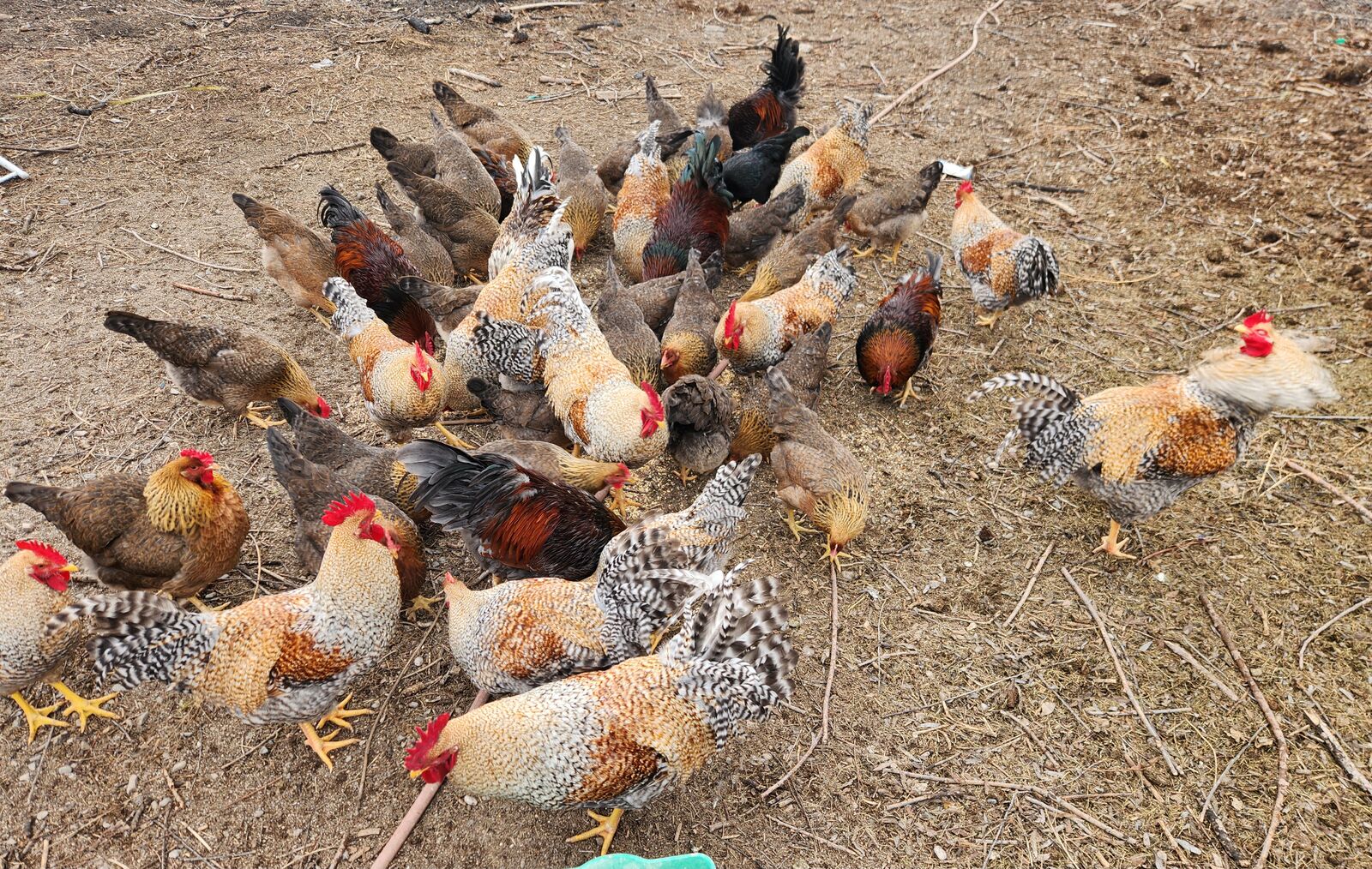 Bielefelder laying Hens