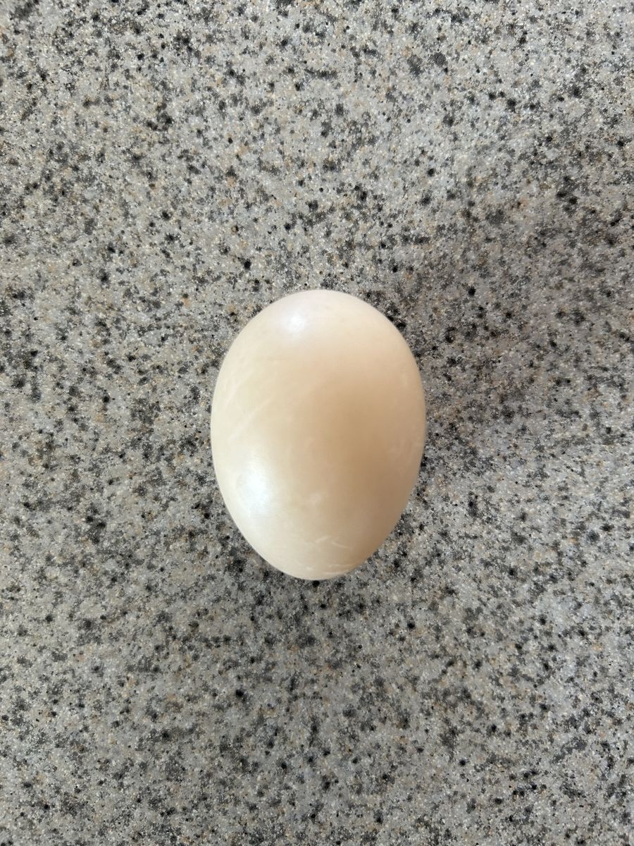 Mandarin Duck Hatching Eggs