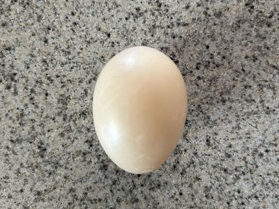 Mandarin Duck Hatching Eggs