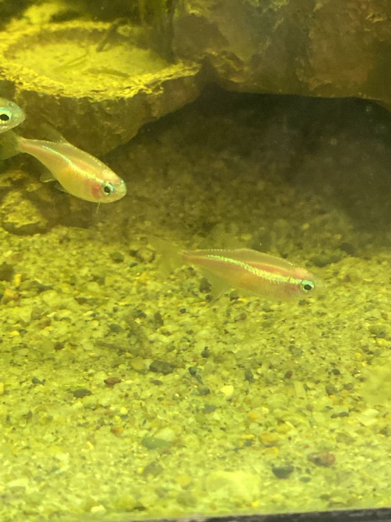 White Neon Tetra