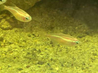 White Neon Tetra