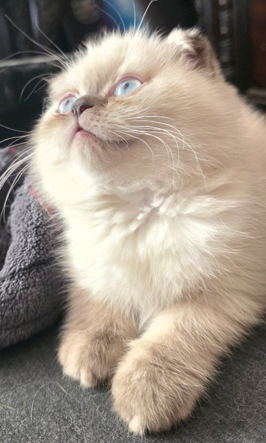 Adorable female Scottish Fold Kitten for Sale - lilac Point with Blue Eyes