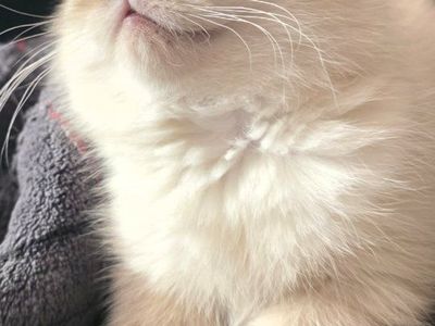 Adorable female Scottish Fold Kitten for Sale - lilac Point with Blue Eyes