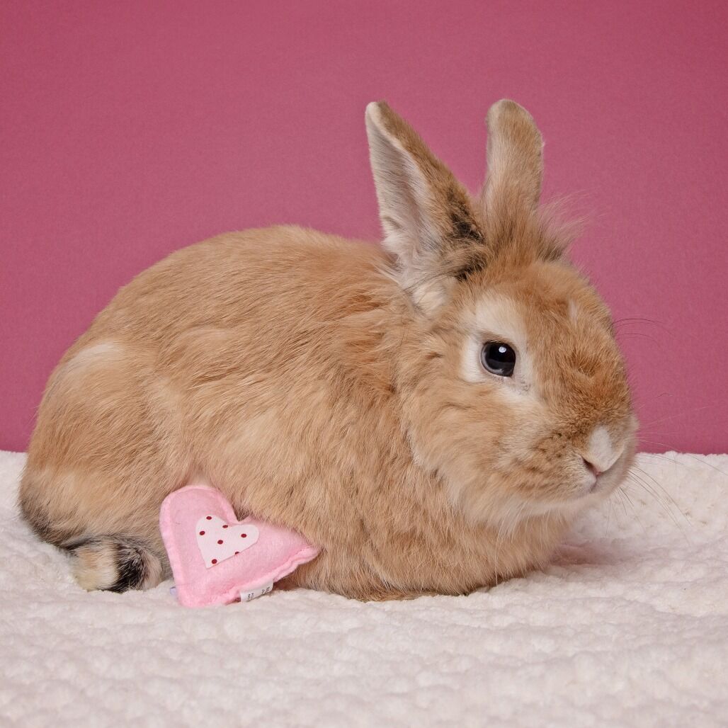 Hello my name is Bob