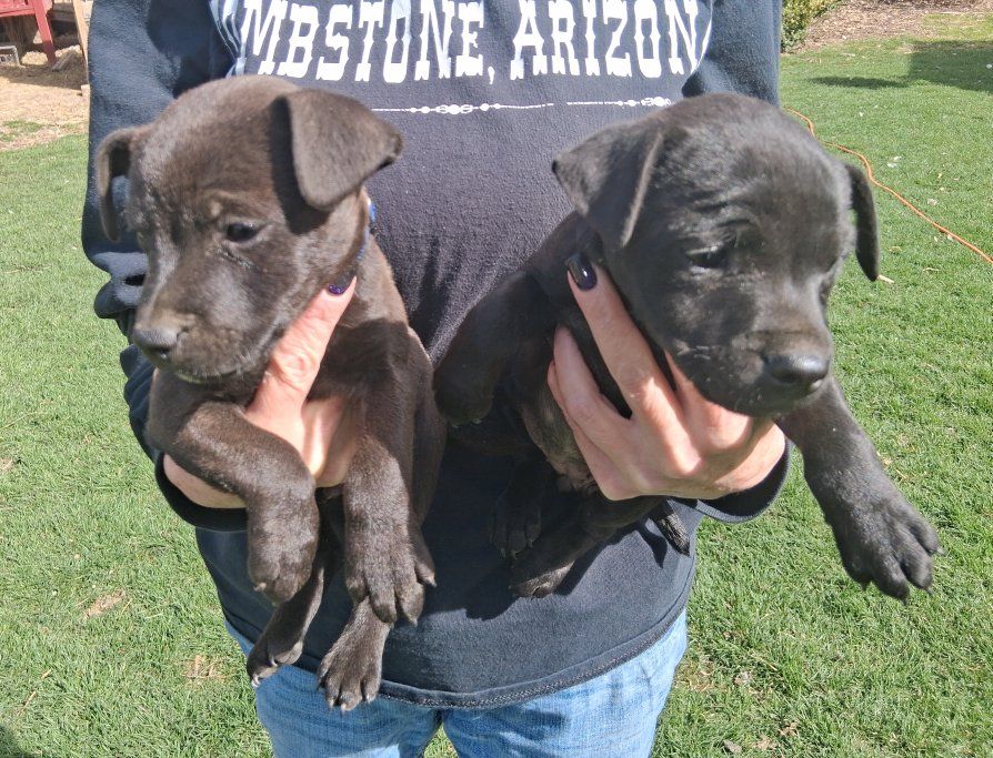 Patterdale Terrier Puppies