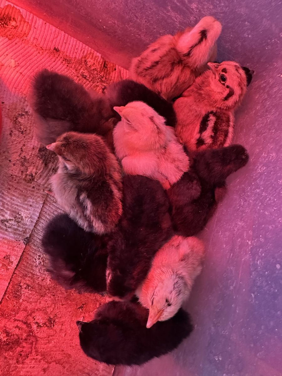 Chicks for sale