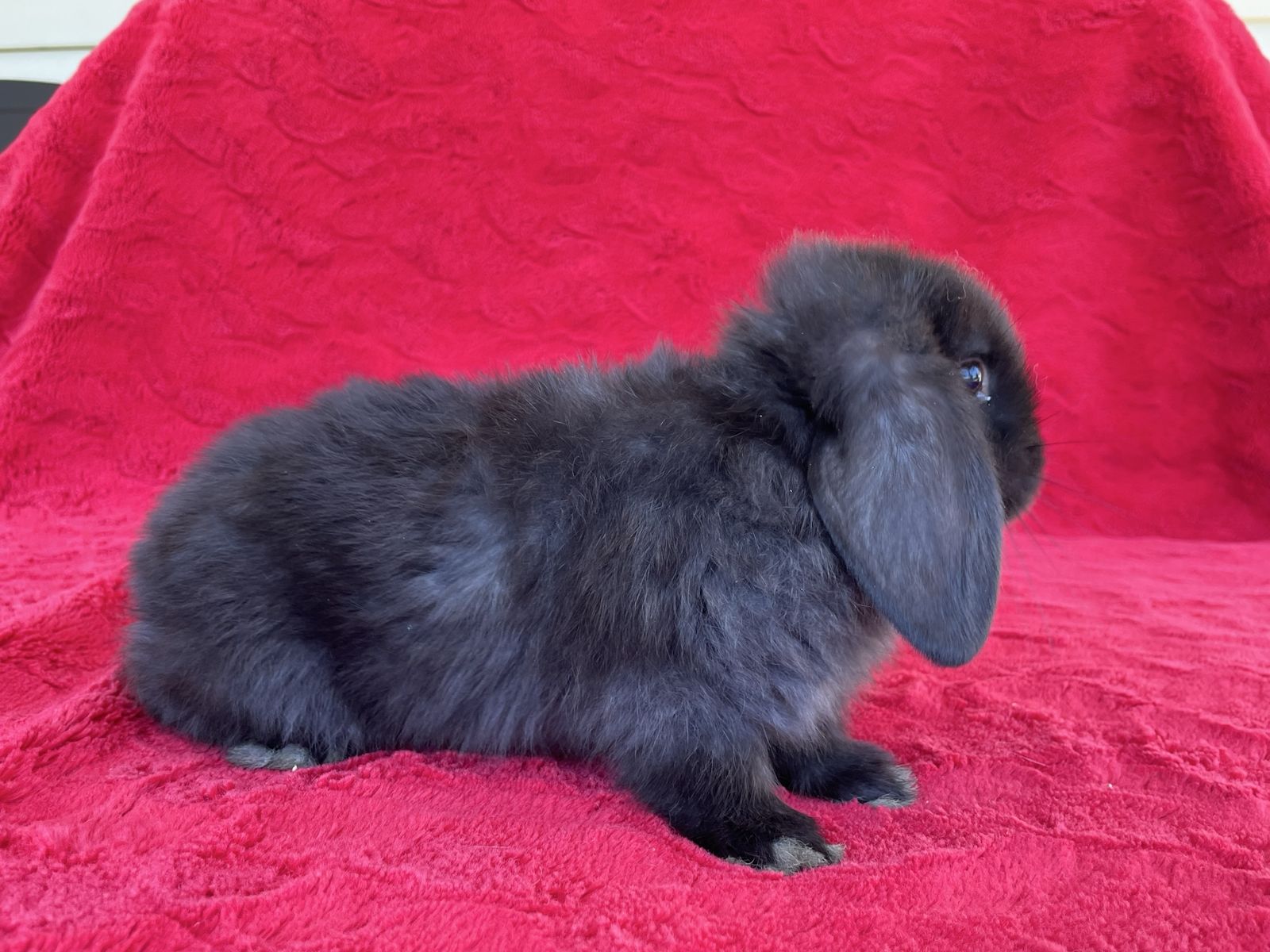 Holland Lop  Buck