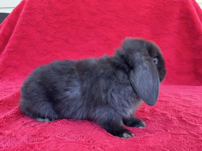 Holland Lop Buck