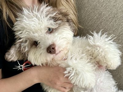 Adorable Fluffy Puppy Cavapoo Looking for a Loving Home - Ready for Adoption