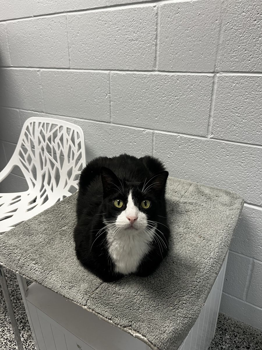 A103209 Oreo is Available for Adoption!