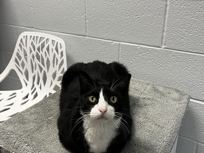 A103209 Oreo is Available for Adoption!