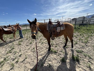 8-year-old Buckskin Dunn