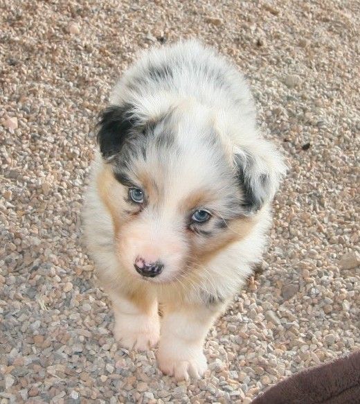 Australian Shepherd AKC