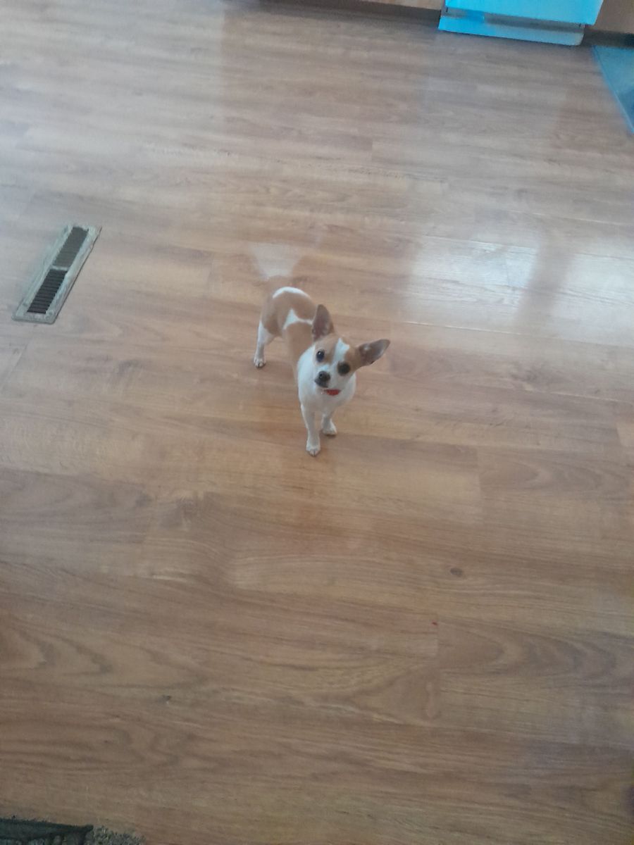 Male Chihuahua puppy