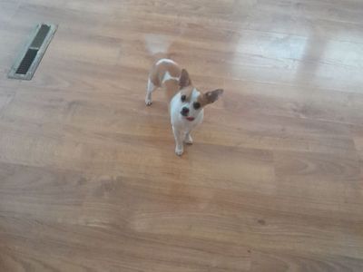 Male Chihuahua puppy