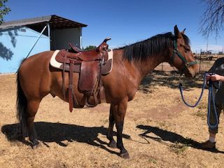AQHA 9 yr old Bay Gelding