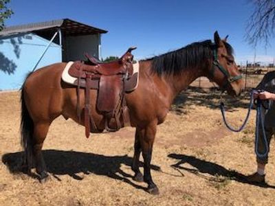 AQHA 9 yr old Bay Gelding
