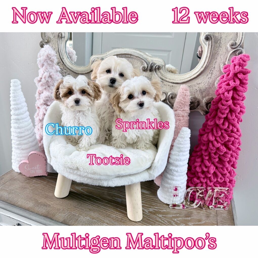 Multigen Toy Maltipoo's