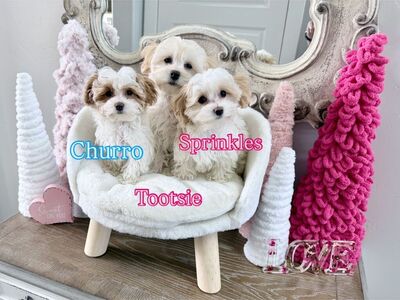 Multigen Toy Maltipoo's