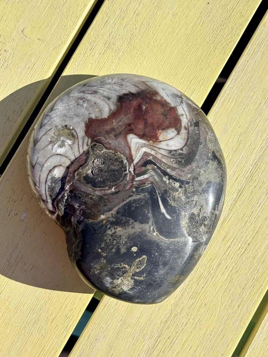 Natural Ammonite Fossil Stone Specimen - Unique Display Piece