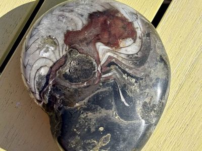 Natural Ammonite Fossil Stone Specimen - Unique Display Piece
