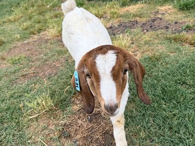 Friendly wether Boer