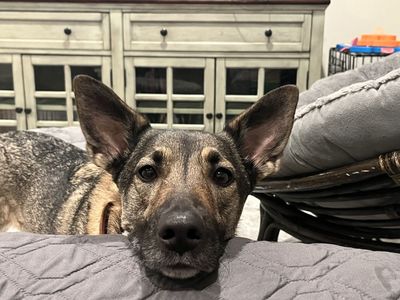 Freya, the World's Greatest Travel Companion