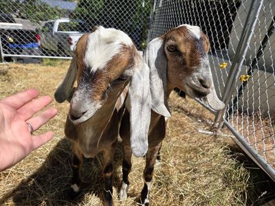 2 Nubian Wether goats, Friendly! disbudded. weed eaters. companion goat