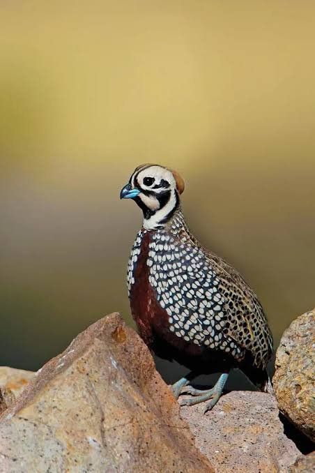am looking for breeding pairs of mearns quail