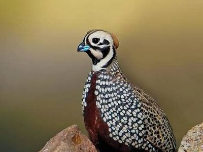 am looking for breeding pairs of mearns quail