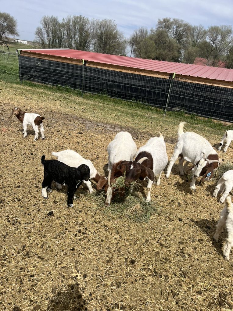 Starter Meat Goat Herd