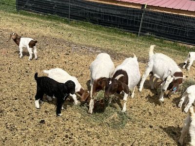 Starter Meat Goat Herd