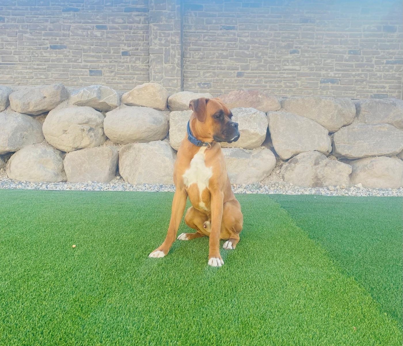 10 mo. BOXER PUPPY FOR SALE!