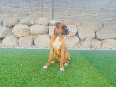 10 mo. BOXER PUPPY FOR SALE!