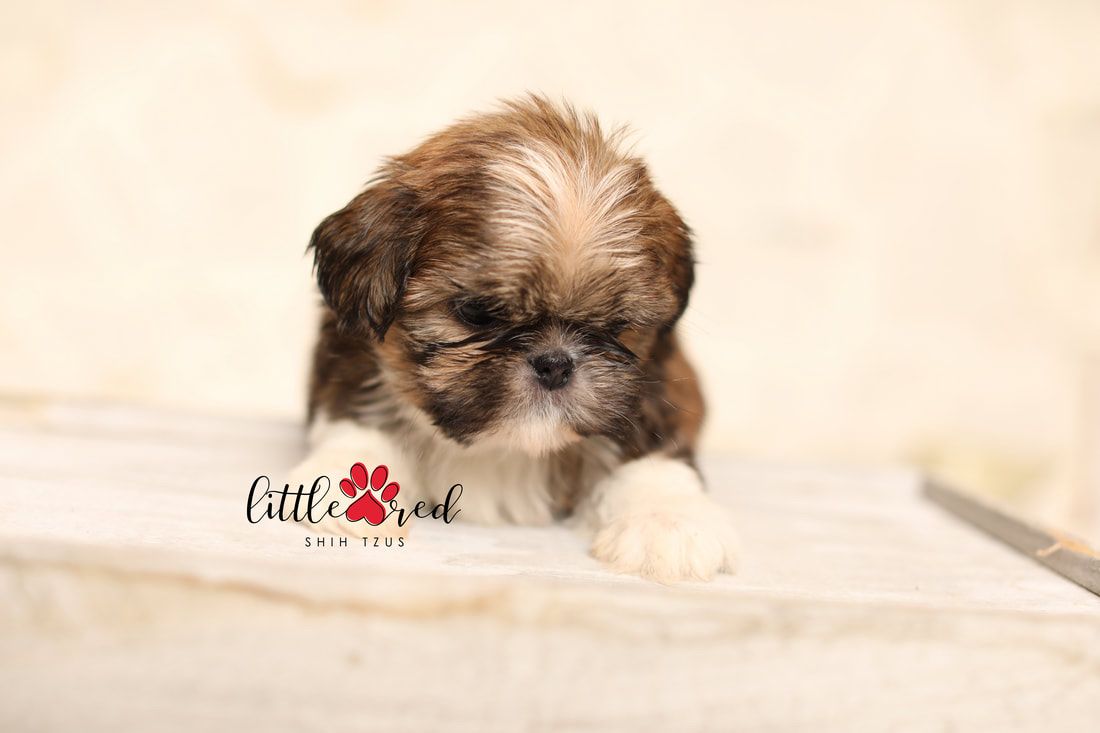 Shih Tzu-Puppy- Dutton