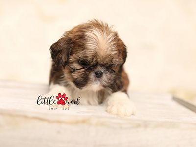 Shih Tzu-Puppy- Dutton