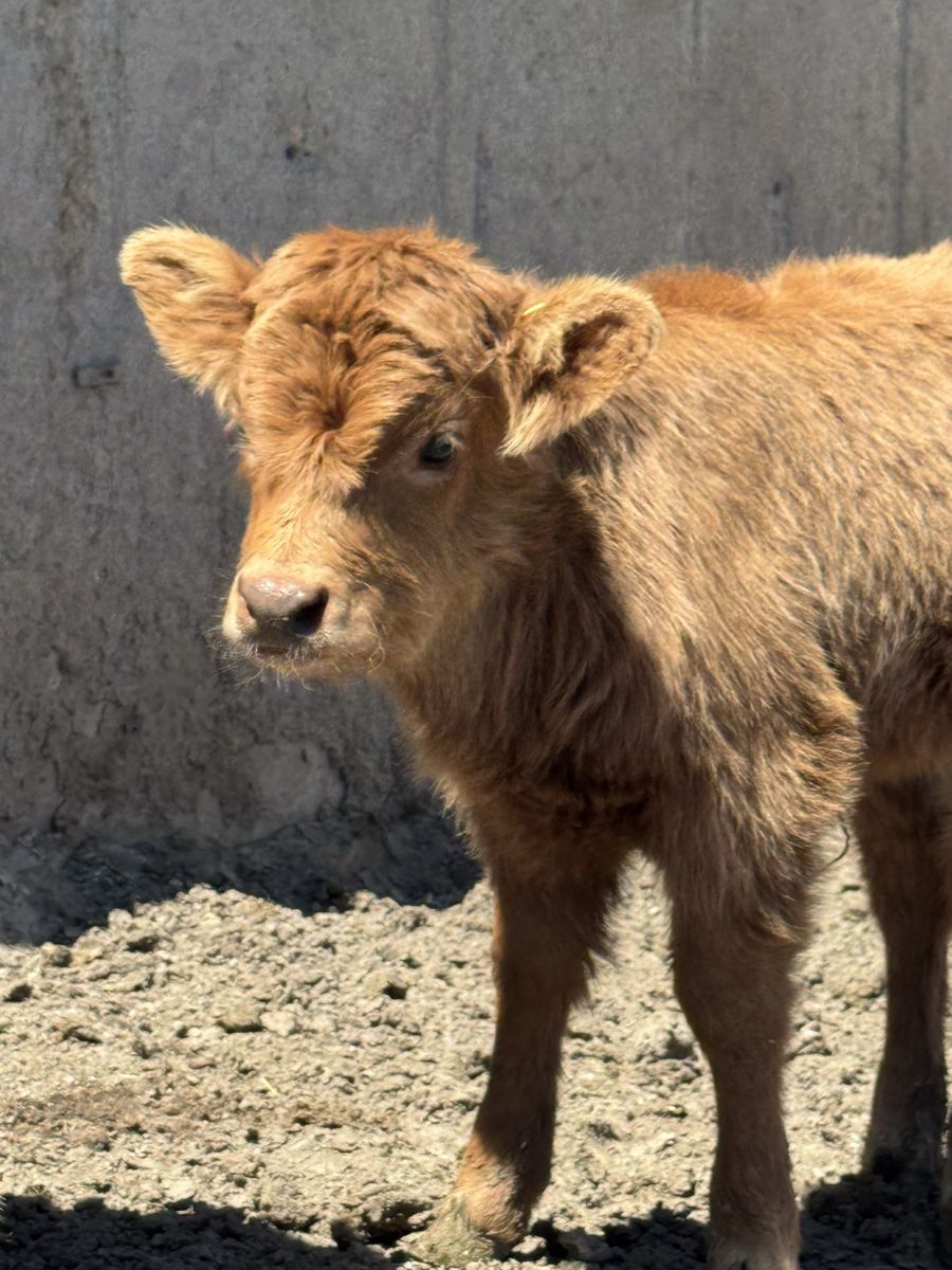 Mini Highland Heifer