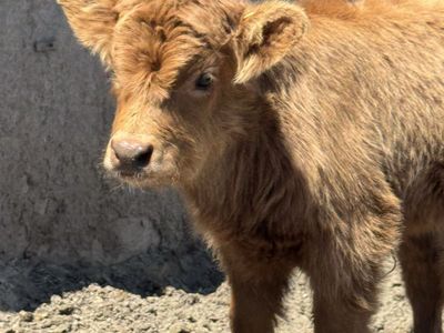 Mini Highland Heifer