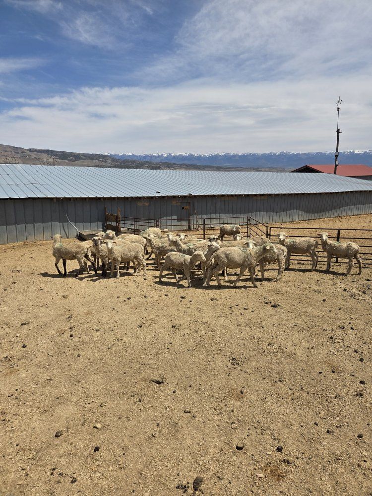 Yearling ewes