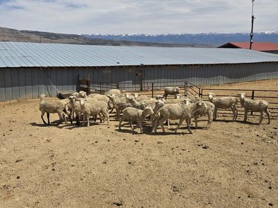 Yearling ewes