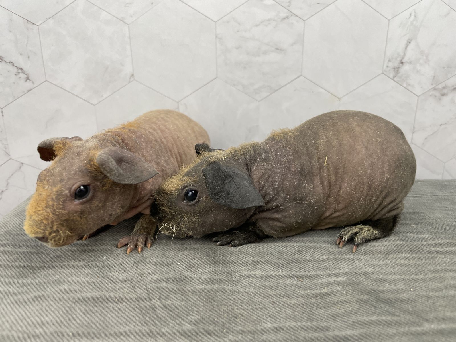 Male Baby skinny pig (hairless guinea pig)